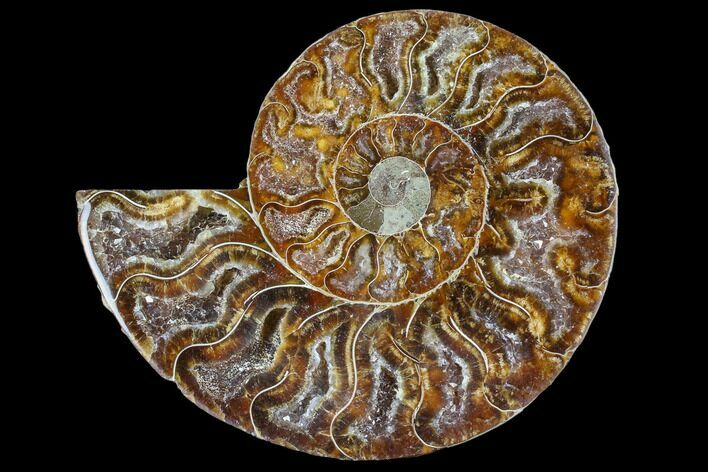 Agatized Ammonite Fossil (Half) - Crystal Chambers #88264